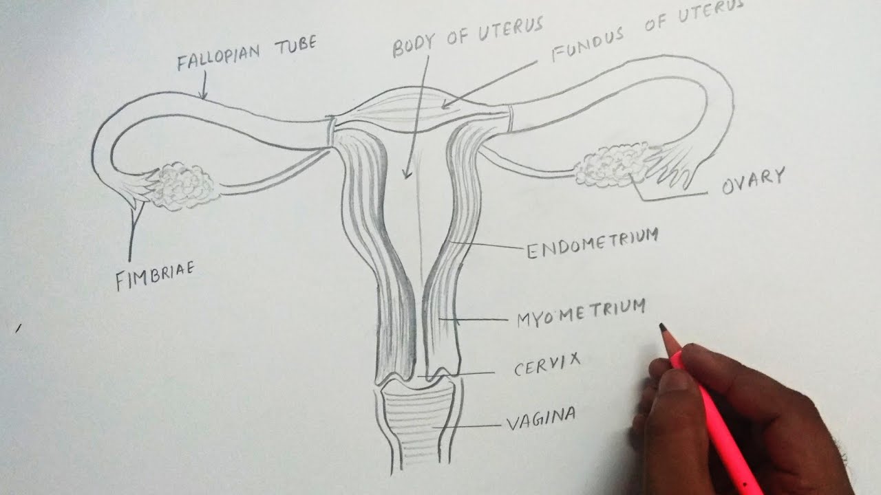 A screenshot from the Artisfun you tube channel episode called How to draw a female reproductive system step by step.